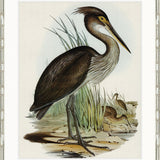 Pembroke Bird I
