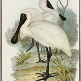 Pembroke Bird II (Canvas)