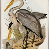 Pembroke Bird III (Canvas)