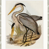 Pembroke Bird III