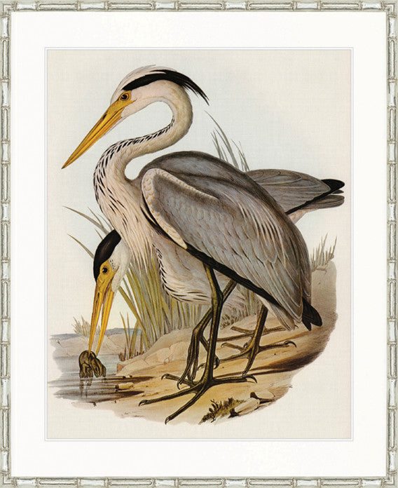 Pembroke Bird III