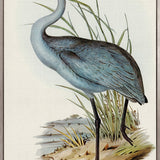 Pembroke Bird IV (Canvas)