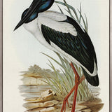 Pembroke Bird V (Canvas)