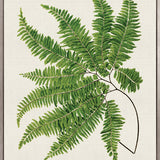 Lush Fern I (Canvas)
