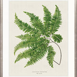 Lush Fern I