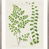 Lush Fern II