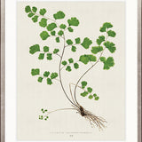 Lush Fern III