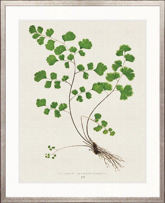 Lush Fern III