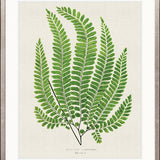 Lush Fern IV