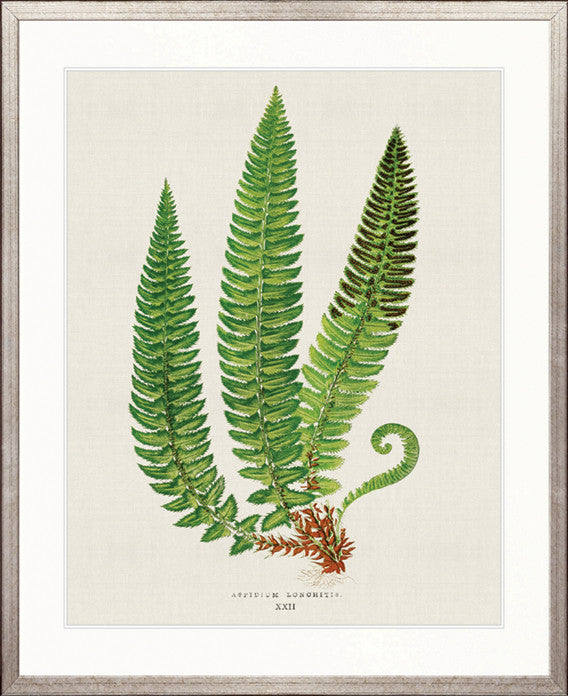 Lush Fern V