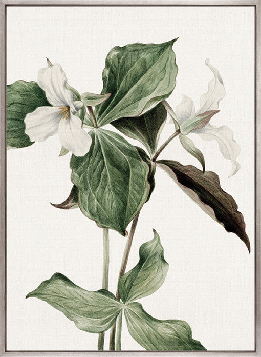 Phillipson Floral III (Canvas)