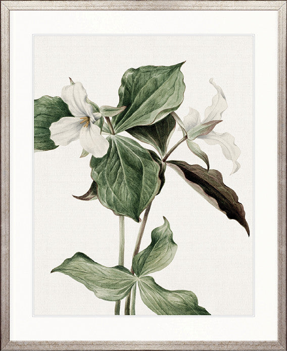 Phillipson Floral III