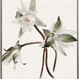 Phillipson Floral VIII (Canvas)