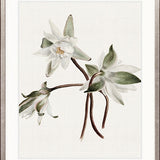Phillipson Floral VIII