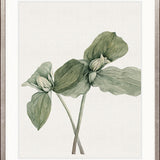 Phillipson Floral X