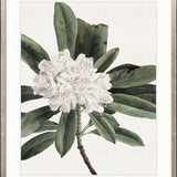 Phillipson Floral XII