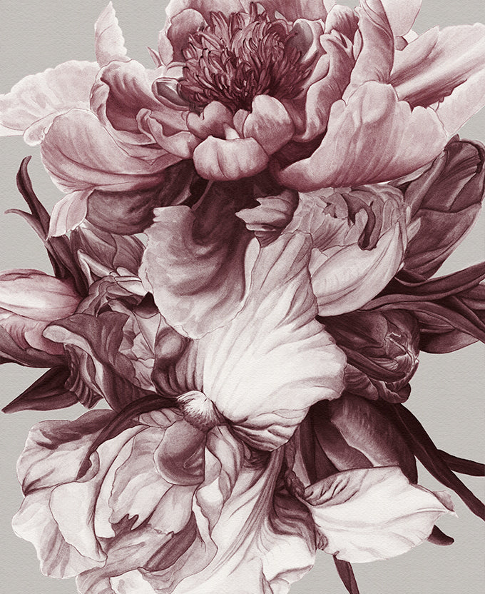 Pivoine VI