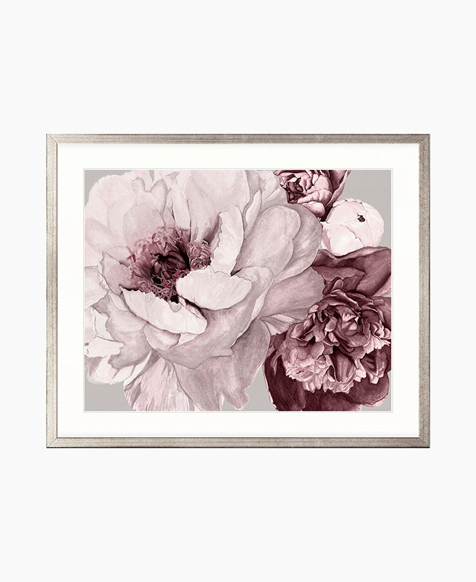 Pivoine VIII