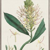 Exotic Garden I (Canvas)