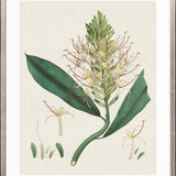 Exotic Garden I