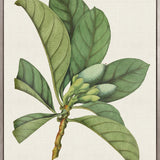 Exotic Garden II (Canvas)