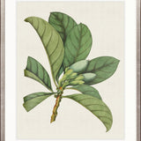 Exotic Garden II