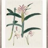 Exotic Garden III