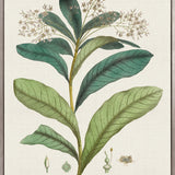 Exotic Garden IV (Canvas)