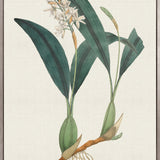 Exotic Garden V (Canvas)
