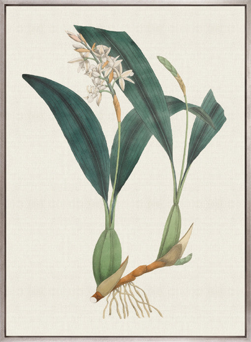 Exotic Garden V (Canvas)