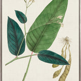 Exotic Garden VI (Canvas)