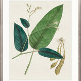 Exotic Garden VI