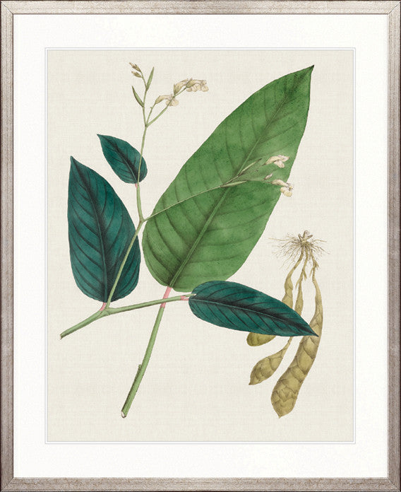 Exotic Garden VI