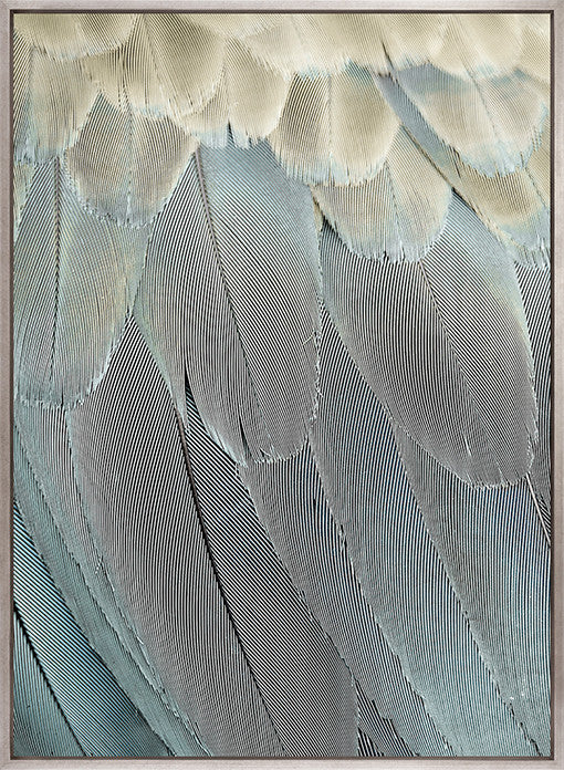 La Plume IV (Canvas)