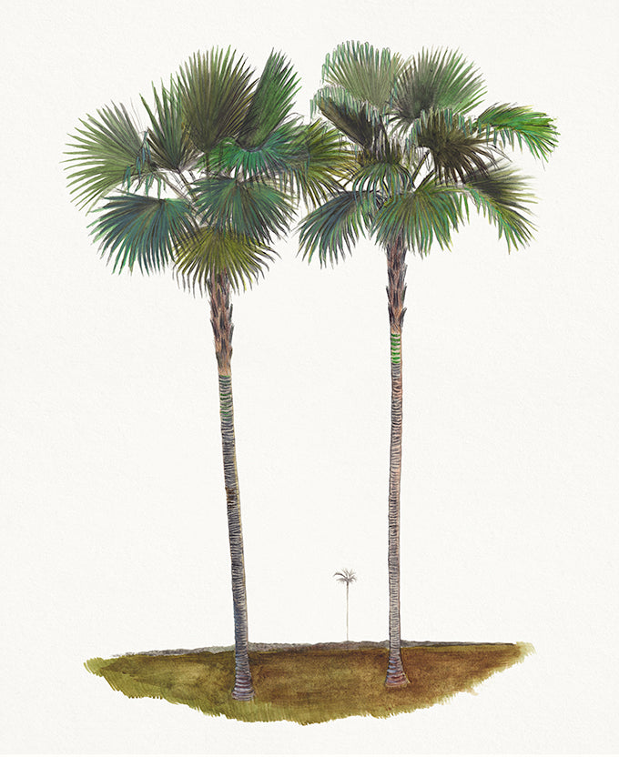 Regal Canopy III