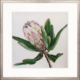 Australian Native II