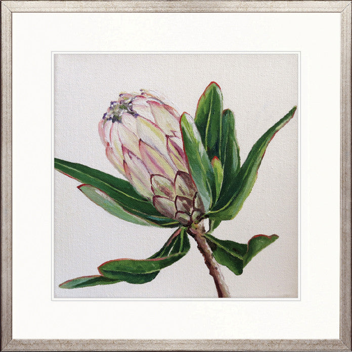 Australian Native II