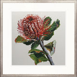 Australian Native IV