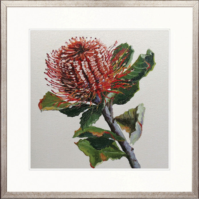 Australian Native IV