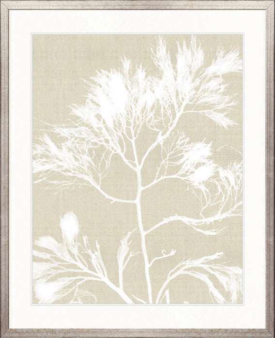 Seaweed Harmony I