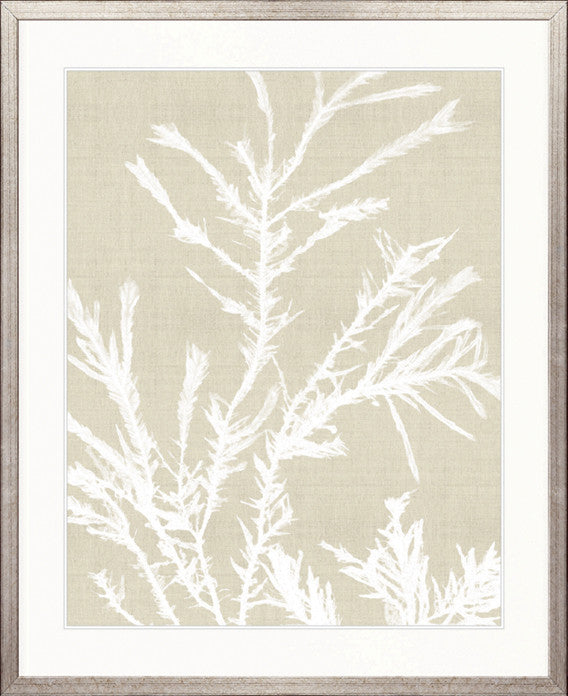 Seaweed Harmony III