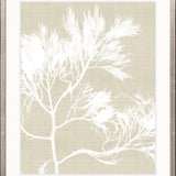 Seaweed Harmony V