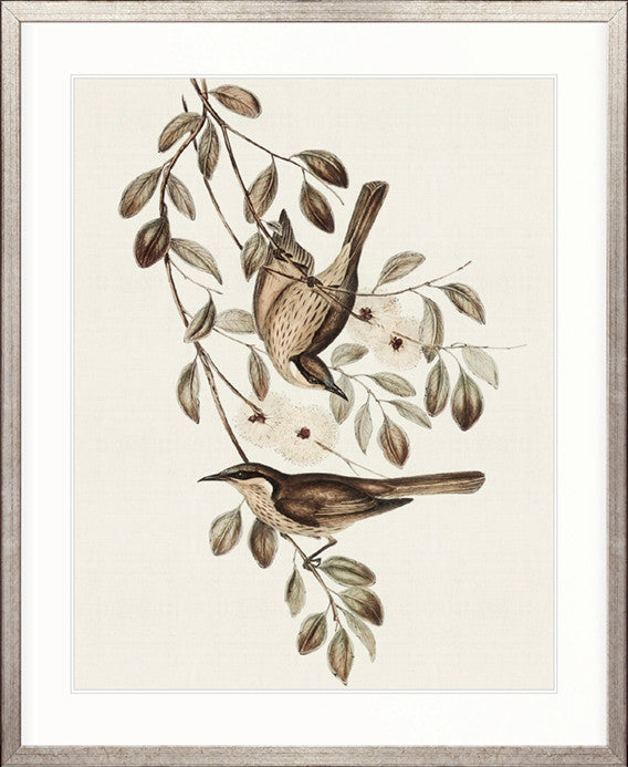 Shildon Birds II