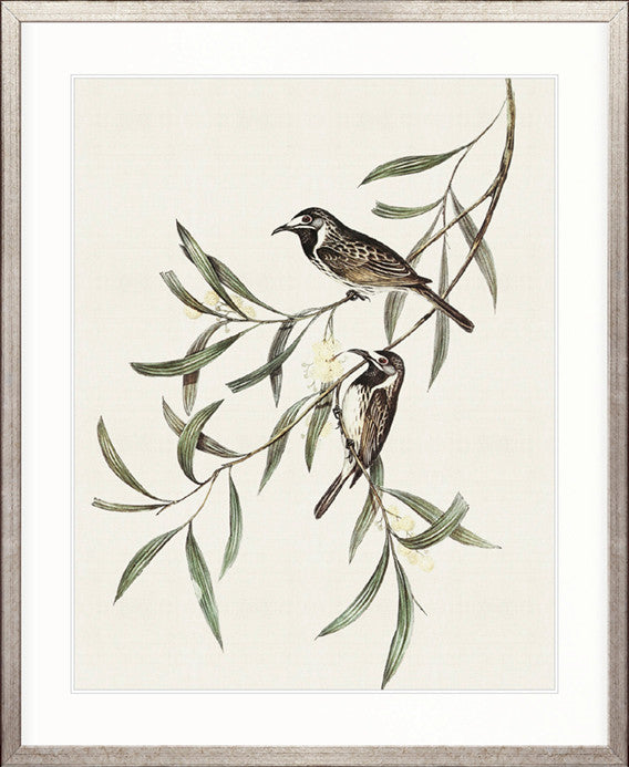 Shildon Birds III