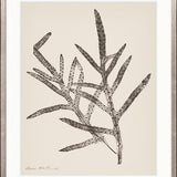 Nature Print XVII