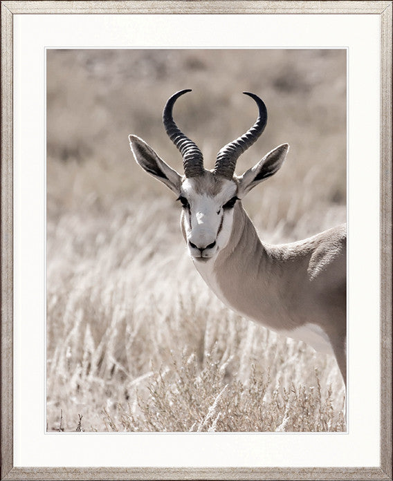 Wild Safari I
