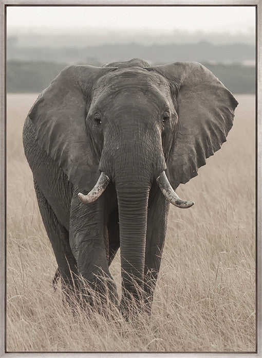 Wild Safari III (Canvas)
