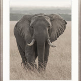 Wild Safari III