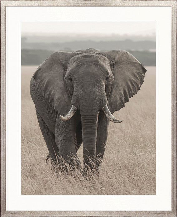 Wild Safari III