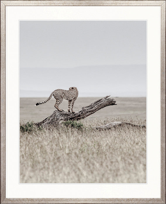 Wild Safari IV